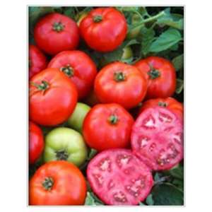 Мармара F1 - томат детерминантный, 1000 семян, Yuksel Tohum фото, цена